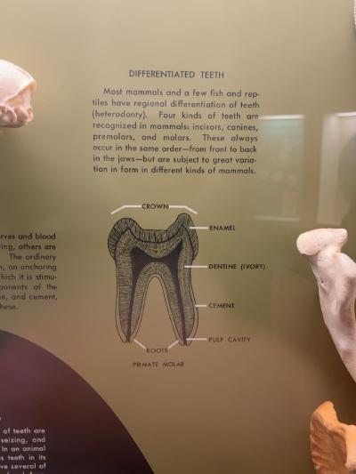 differentiated-teeth