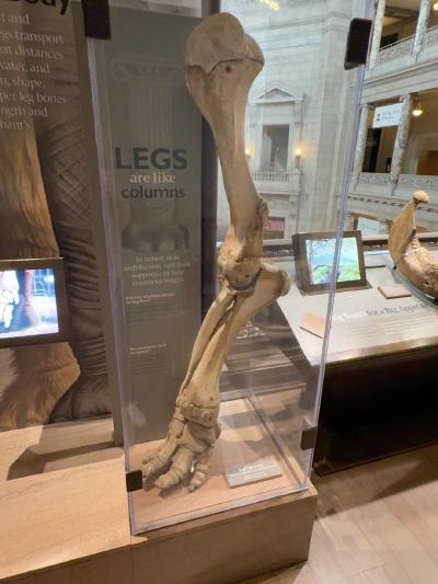 elephant-left-foreleg