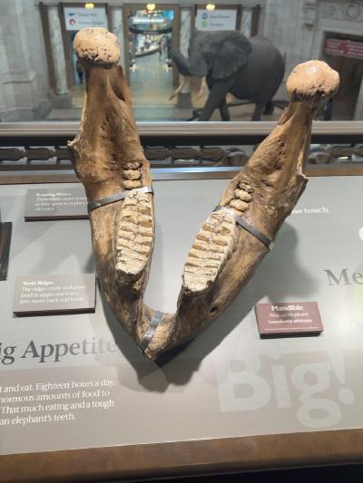 elephant-molars
