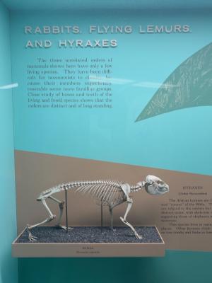 hyrax-gallery