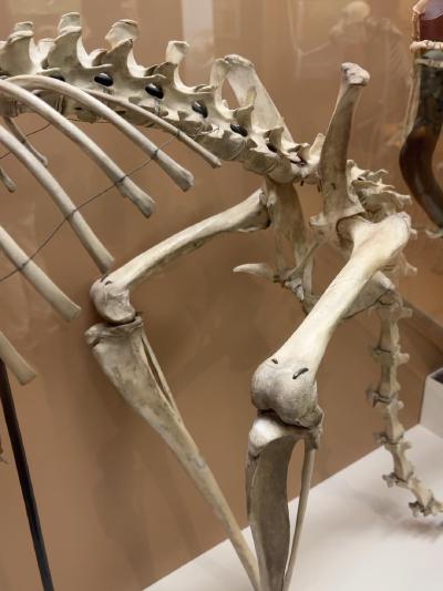 marsupial-epipubic-bones