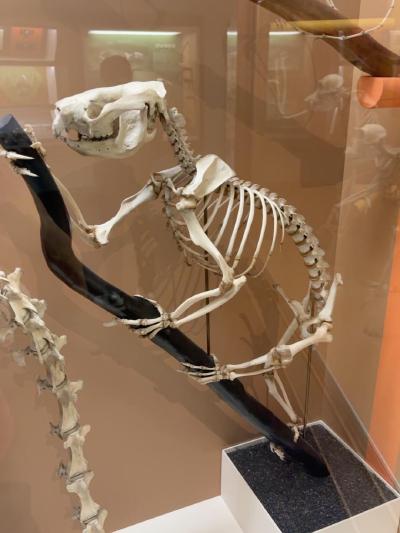marsupial-tree-climber