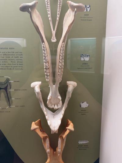 molar-comparison