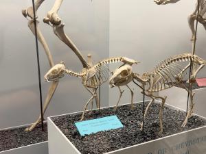 mouse-deer-feet-rotated