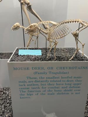 mouse-deer