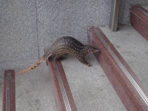 pangolin-live-wikimedia