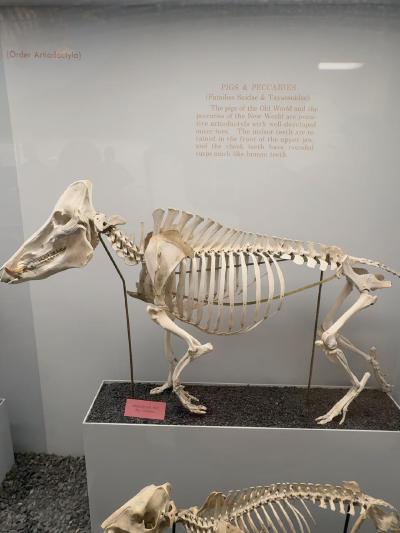 pig-skeleton