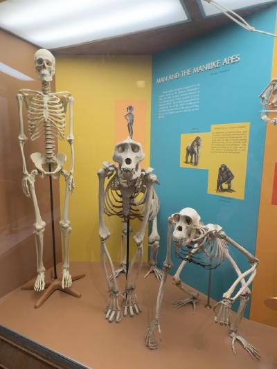 primate-skeletons