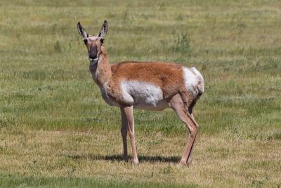 pronghorn-live-wikimedia