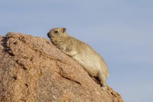 rock-hyrax-live-wikimedia