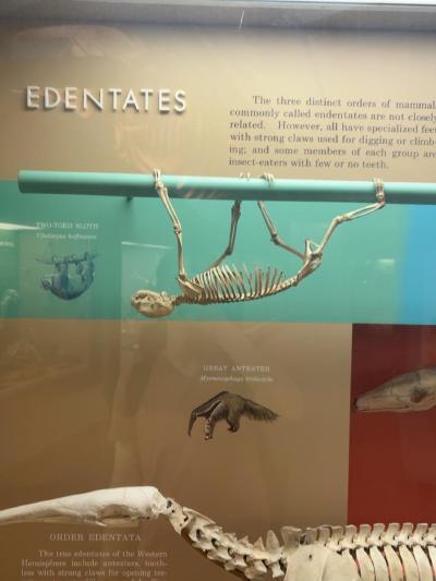 sloth-anteater-claws
