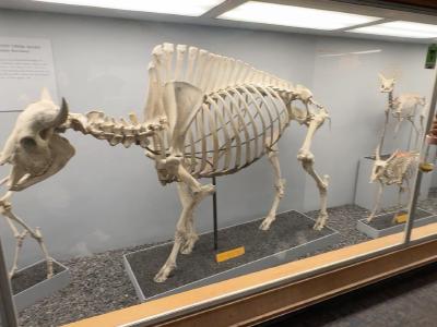 ungulate-skeletons-rotated