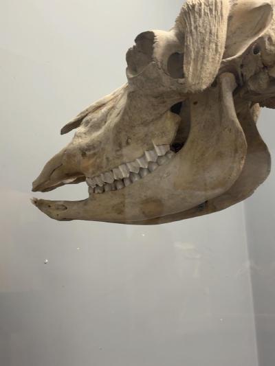 ungulate-teeth