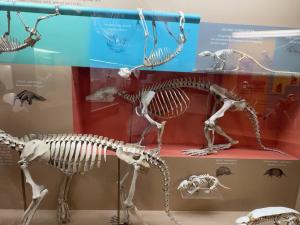 xenarthran-gallery-rotated