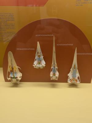 bird-palate-types
