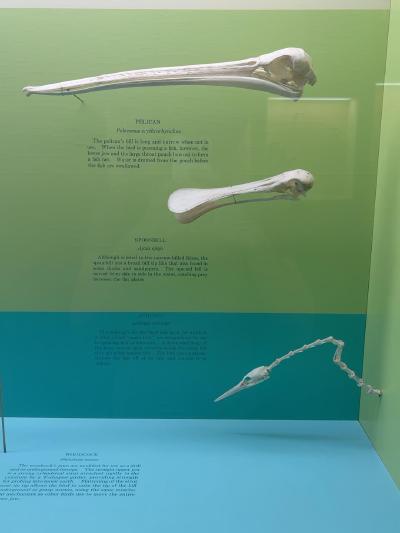 pelican-spoonbill-anhinga