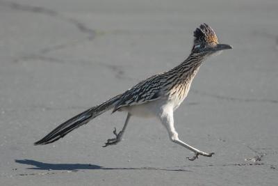 roadrunner-running