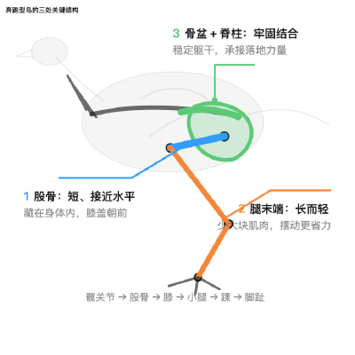 running-bird-anatomy