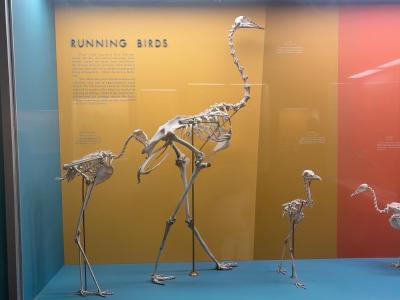 running-birds-gallery