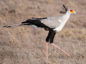 secretary-bird