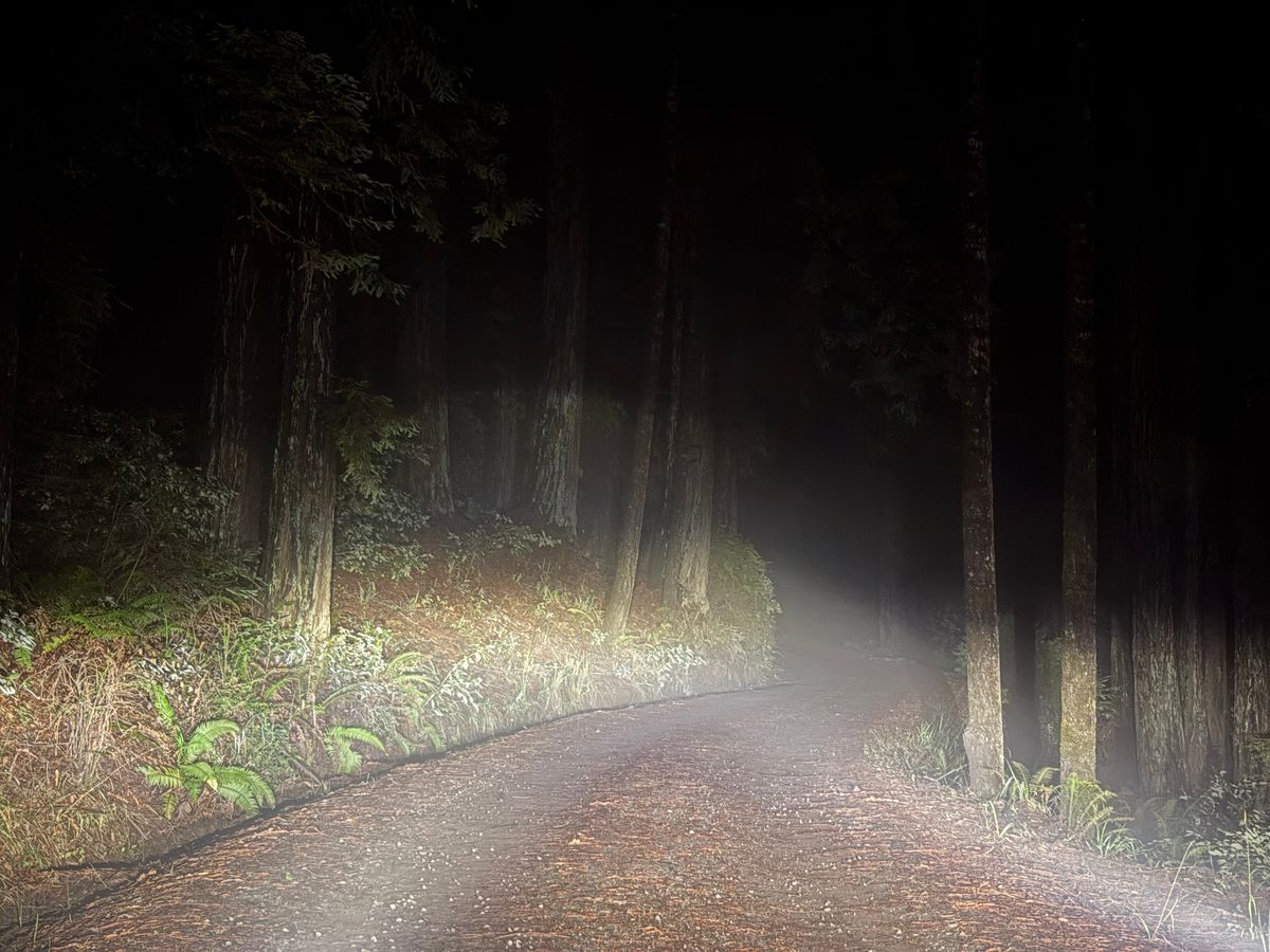 Mendocino Mushroom Trip - November 2025