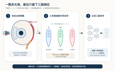 eye-cone-neural-pathway-v2