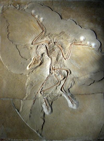 archaeopteryx-berlin