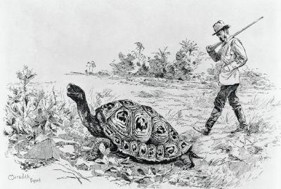darwin-field-tortoise-original