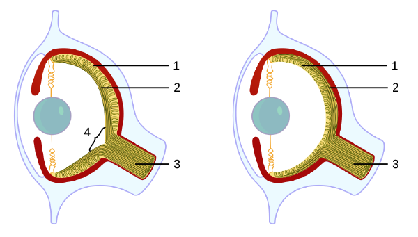 eye-vertebrate-cephalopod