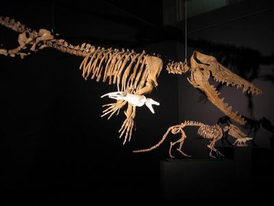 whale-early-skeletons
